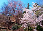 広島 桜 満開