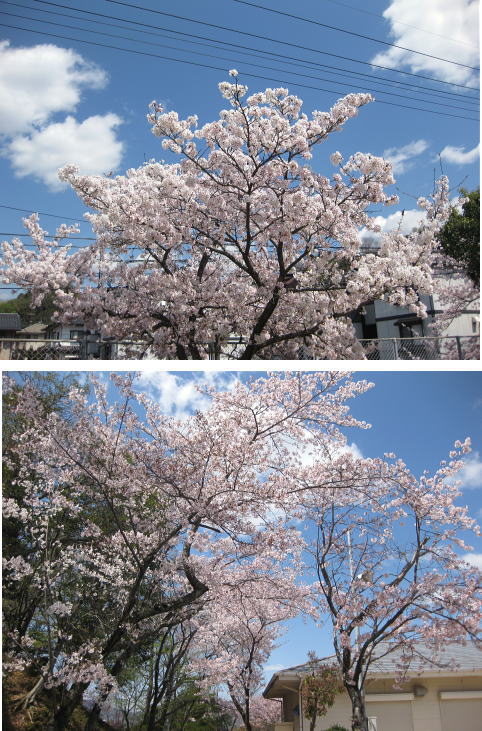 4月 にんじゃ運動遊び教室 桜が満開