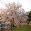 落合空手教室 桜の木