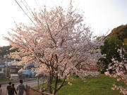 落合空手教室 桜の木