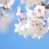 認定こども園 体操教室 新年度開始