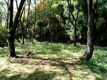 右平花園の里シャクナゲ園